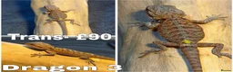 Bearded Dragon reptiles for sale: Bearded Dragons Ready To Reserve - Advert 3