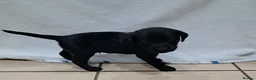 Labrador Retriever dogs for sale: Black male Labrador puppies for sale in Tadcaster - Advert 9