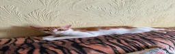 Mixed Breed cats for sale: 4 Beautiful Kittens in Erith - Advert 30