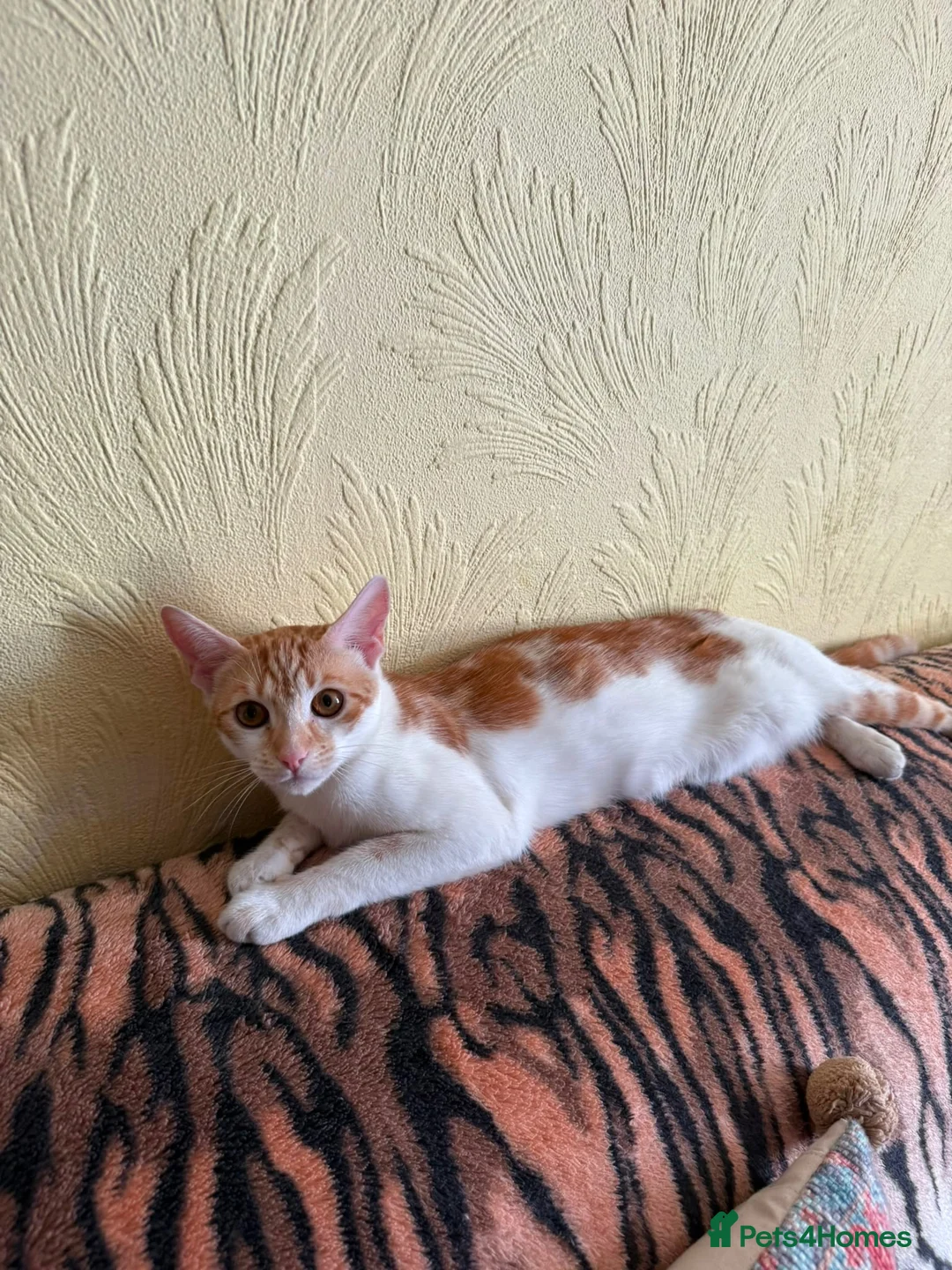 Mixed Breed cats for sale: 4 Beautiful Kittens in Erith - Advert 30