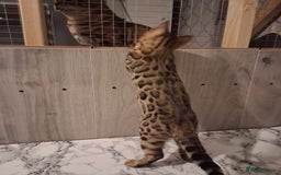 Bengal cats for sale: Tica reg. Bengal Kittens  - Image 7