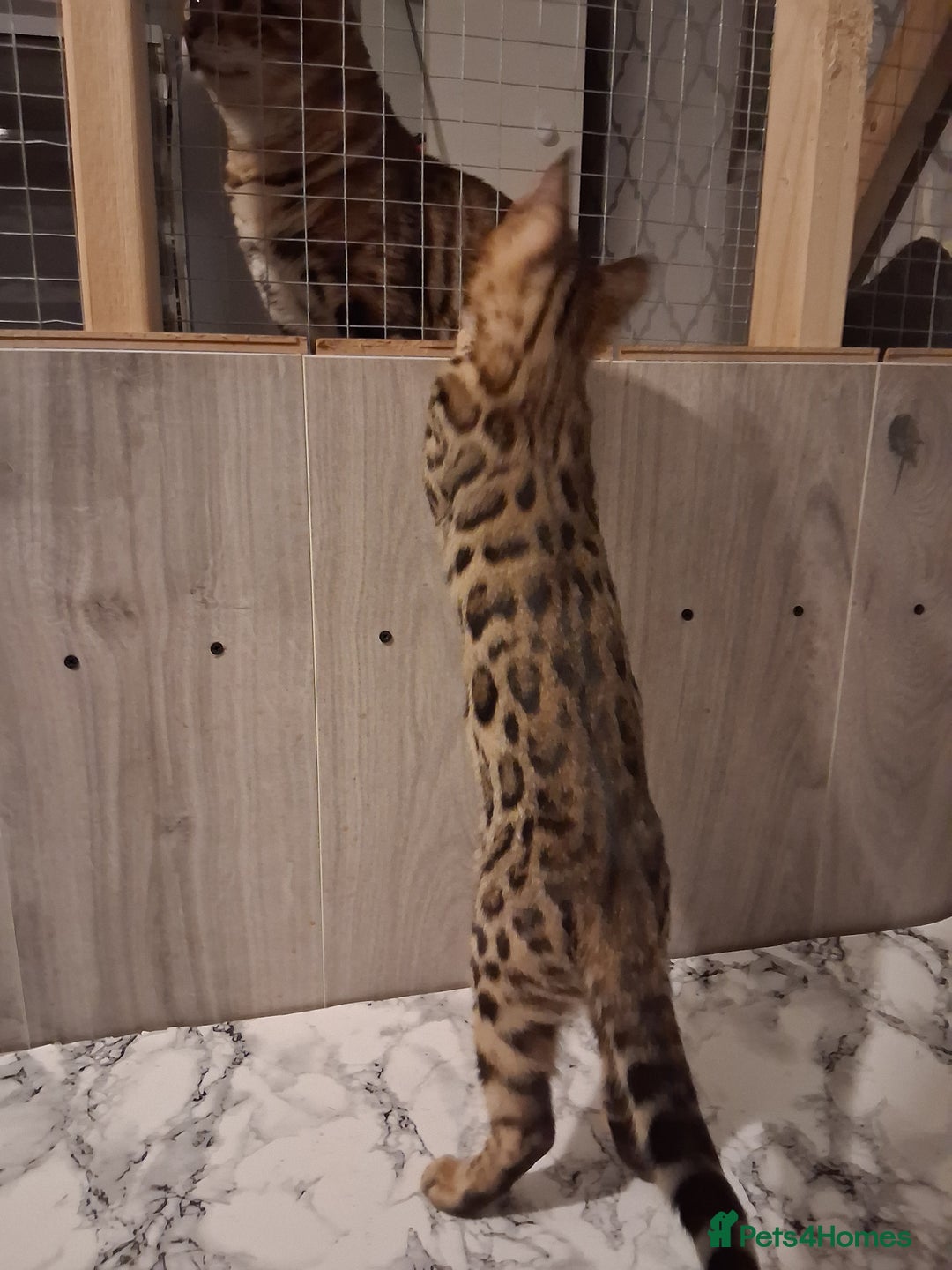 Bengal cats for sale: Tica reg. Bengal Kittens  - Image 7