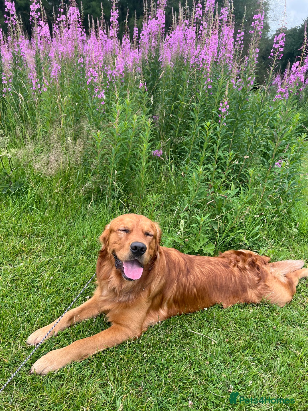 Golden Retriever dogs for stud: Fox red retriever for stud - IKC registered  - Image 3