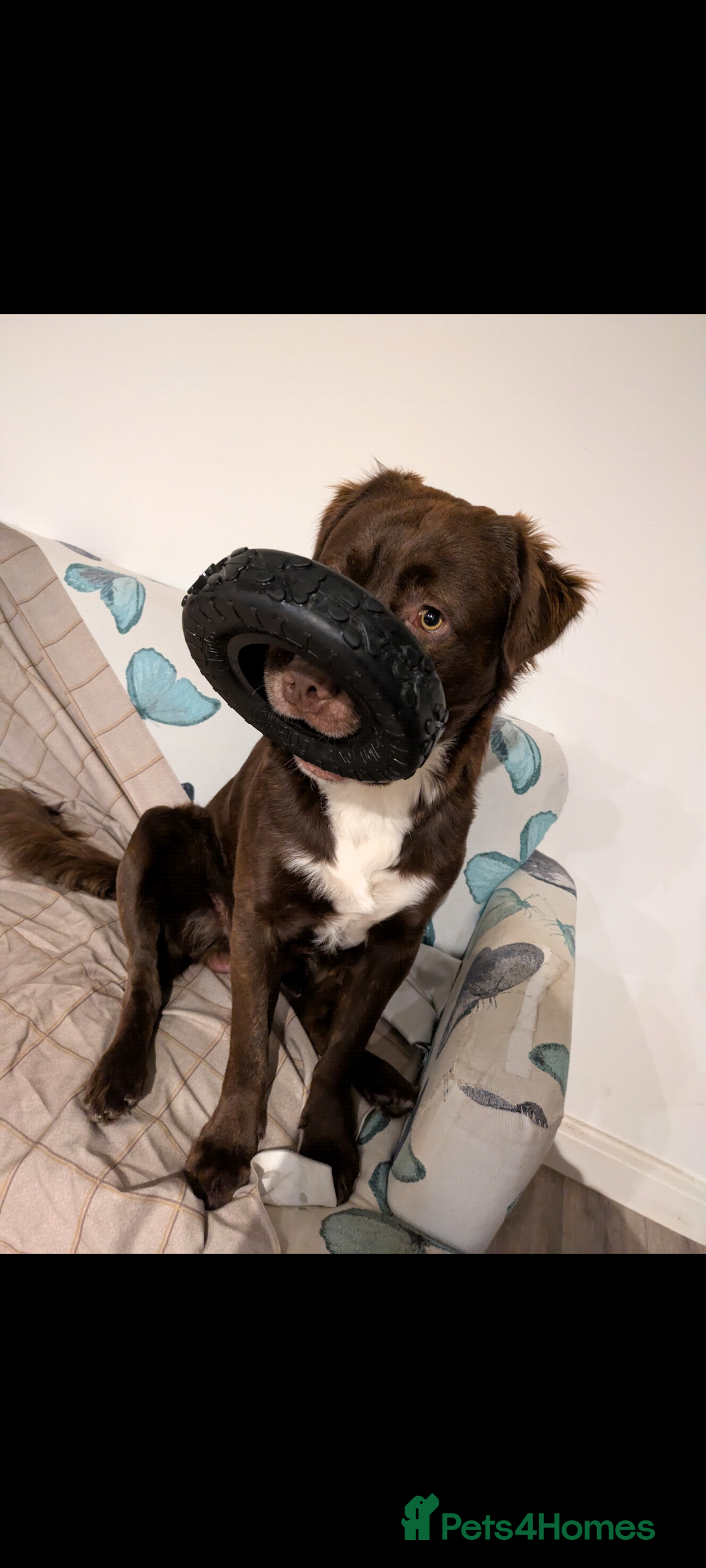 Mixed Breed dogs for sale: tolling retriever  - Image 6