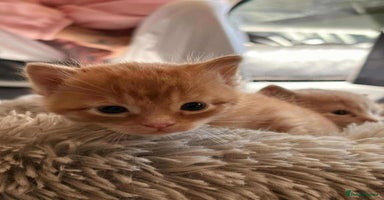 Mixed Breed cats - Advert 7