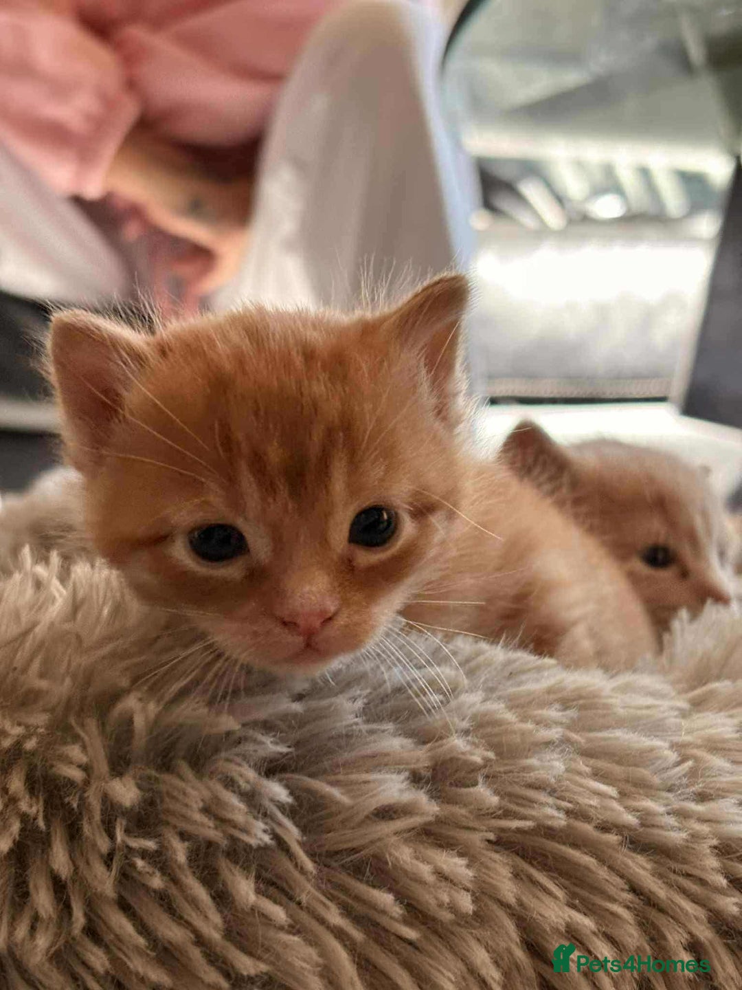 Mixed Breed cats for sale: kittens for sale  - Image 2