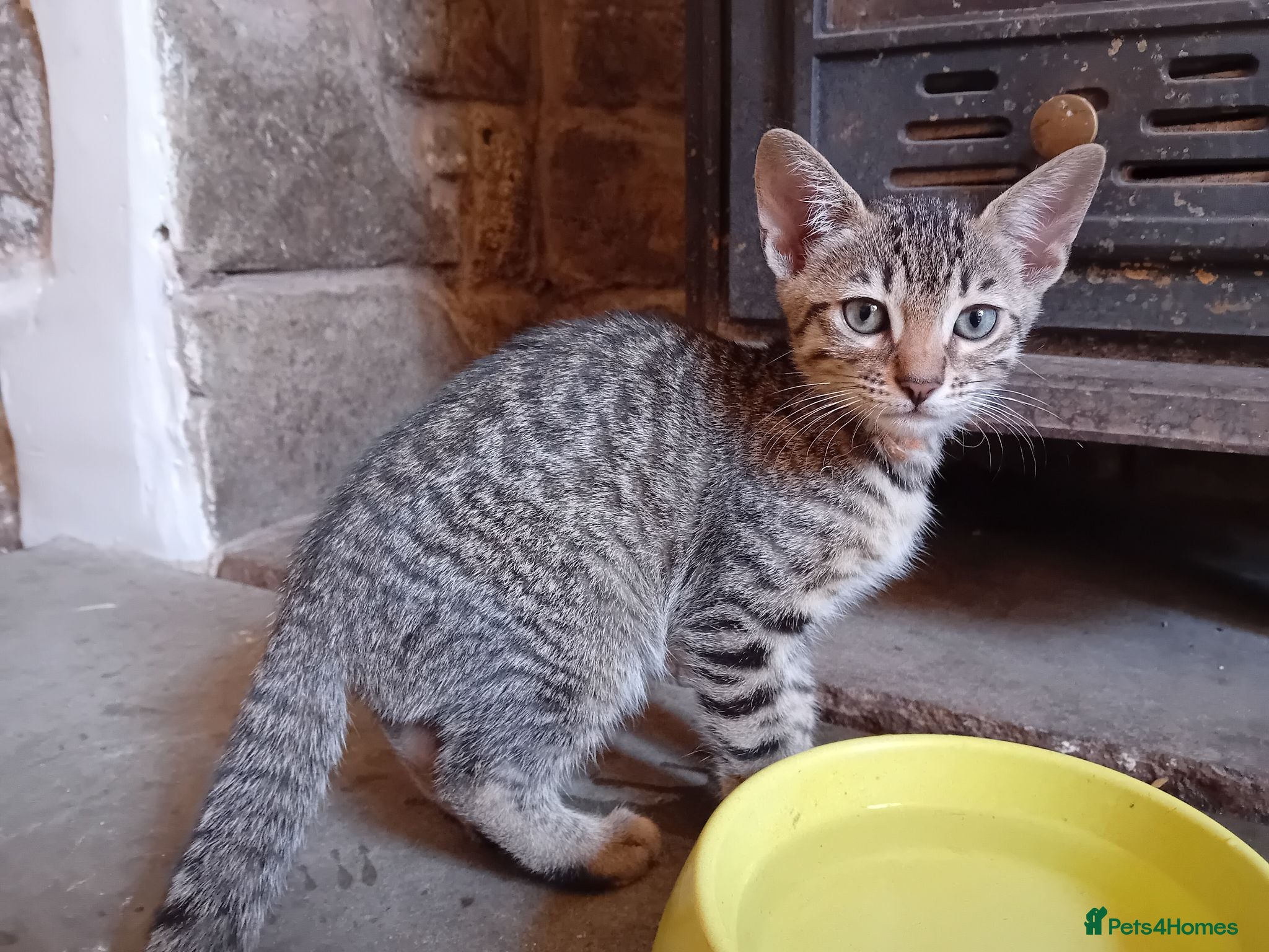 Bengal cats 🧡 Kitten Seeking One Well-Trained Human... 🐾 - Advert 18