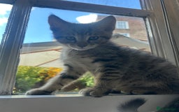 Maine Coon cats for sale: Beautiful tabby Maine Coon X kittens  - Image 6