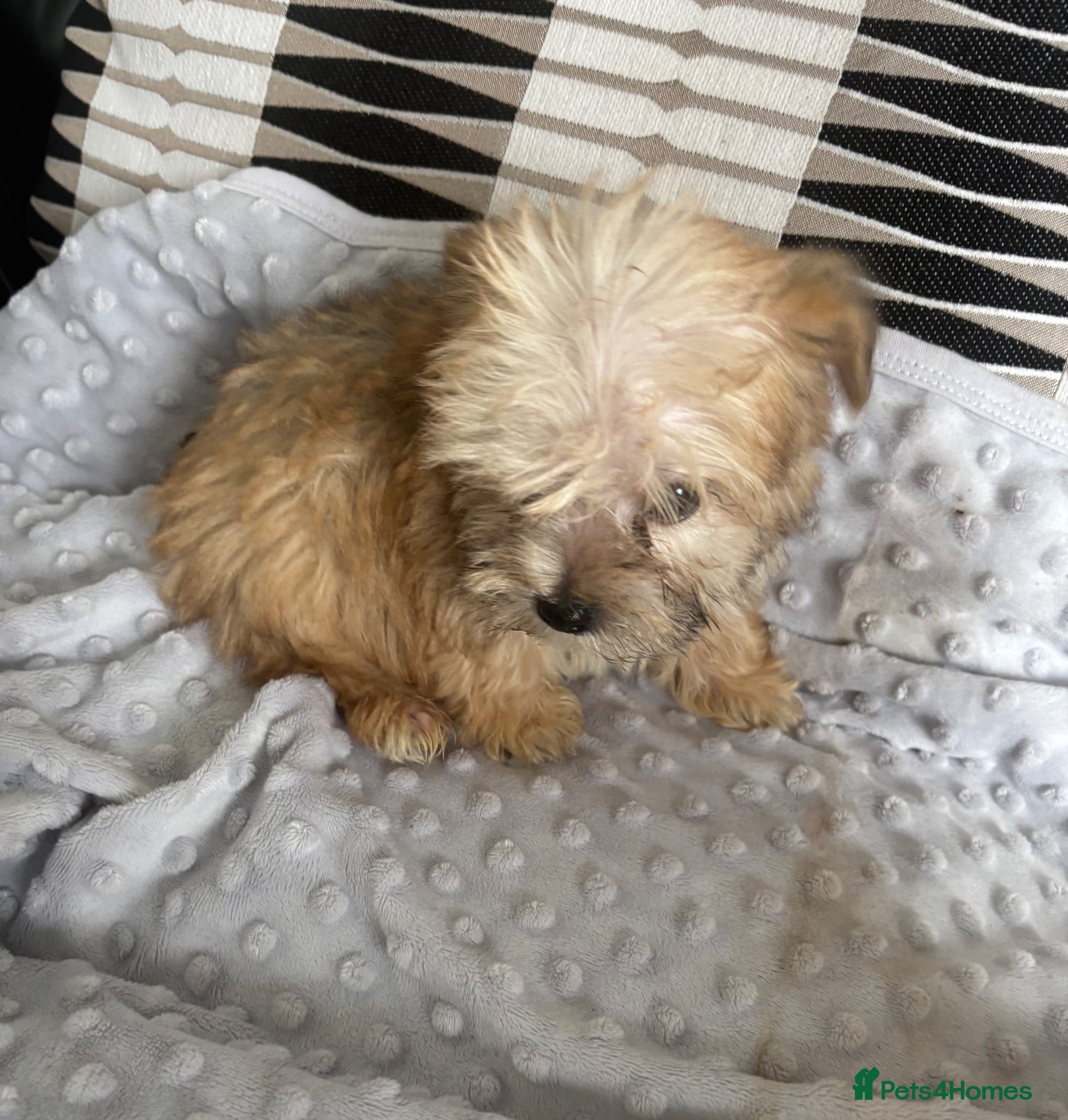 Morkie dogs Gorgeous Morkie puppies  - Advert 2