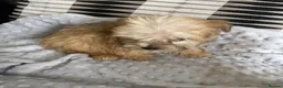 Morkie dogs for sale: Gorgeous Morkie puppies  - Advert 2