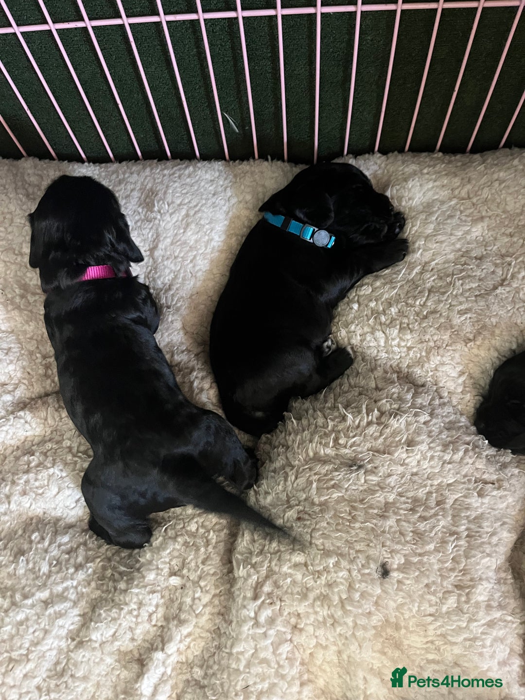 Cocker Spaniel dogs for sale: ‼️ONE GIRL LEFT‼️Working cocker spaniel puppies🐾 - Image 10