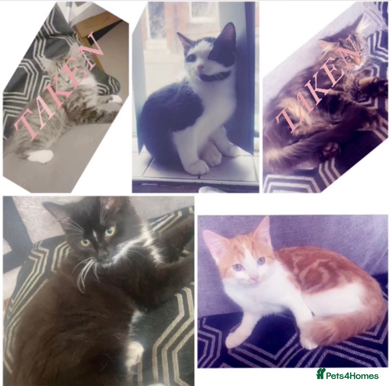 Mixed Breed cats 5 Beautiful Mixed Breed Kittens 🐾 - Advert 2