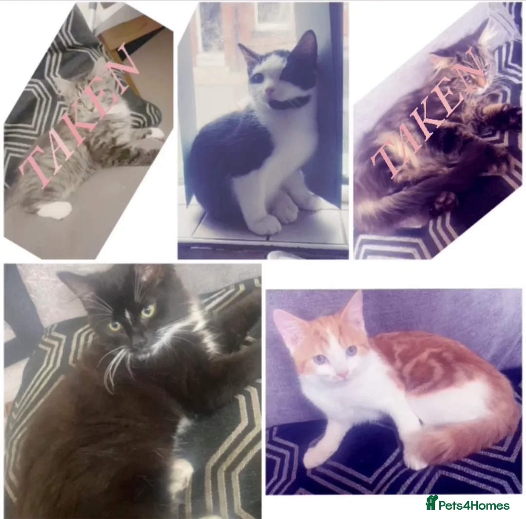 Mixed Breed cats for sale: 3 Beautiful Mixed Breed Kittens left  🐾 - Advert 2