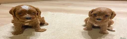 Cavapoo dogs for sale: Cavapoo pups from HEALTH TESTED KC parents in Ashford - Advert 8