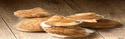 Mixed Breed cats for sale: Mixed litter of fun and friendly kittens. - Advert 9