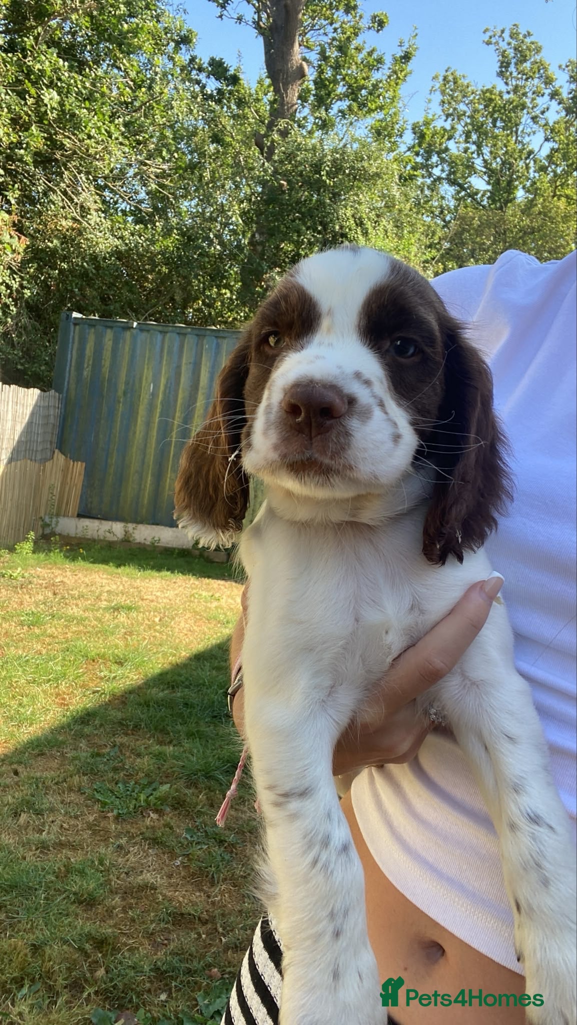 Sprocker dogs 2boys 1Girl cocker spaniels READY TO LEAVE NOW - Advert 2