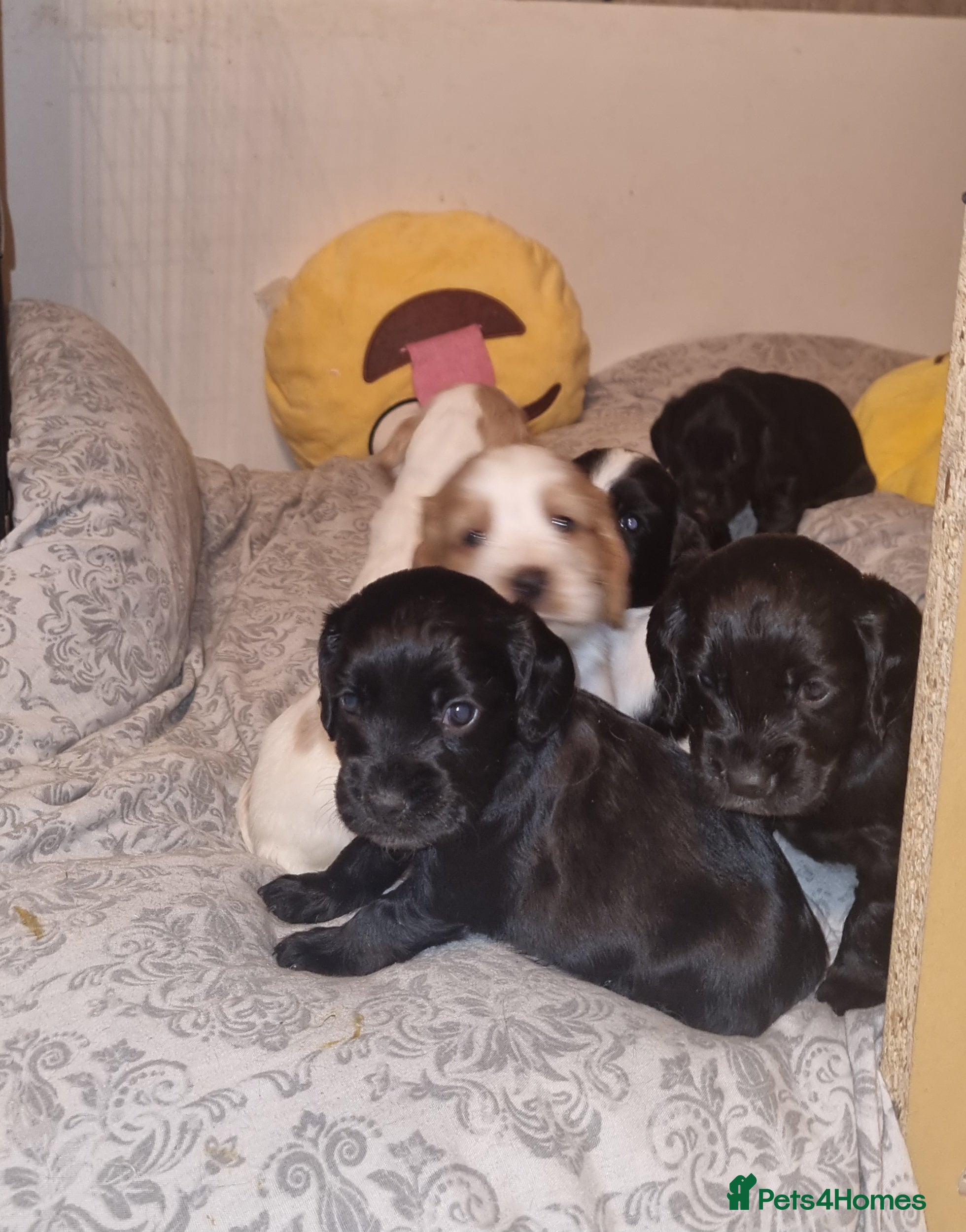 Cocker Spaniel dogs Adorable Cocker Spaniel Puppies for Sale 🐾 - Advert 2