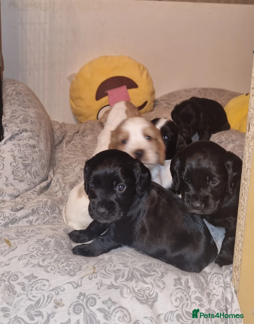 Cocker Spaniel dogs for sale: Adorable Cocker Spaniel Puppies for Sale 🐾 - Advert 2