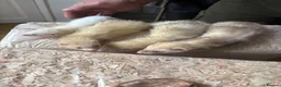 Ferret rodents for sale: Ferrets for sale - Advert 5