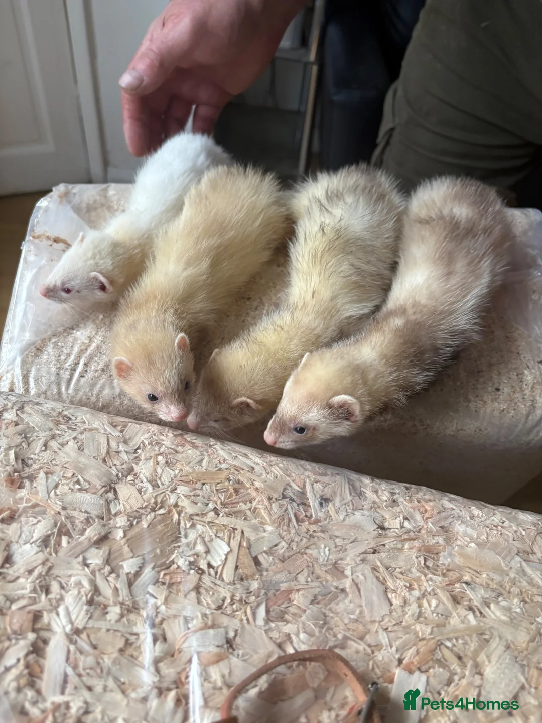 Ferret rodents for sale: Ferrets for sale - Advert 5