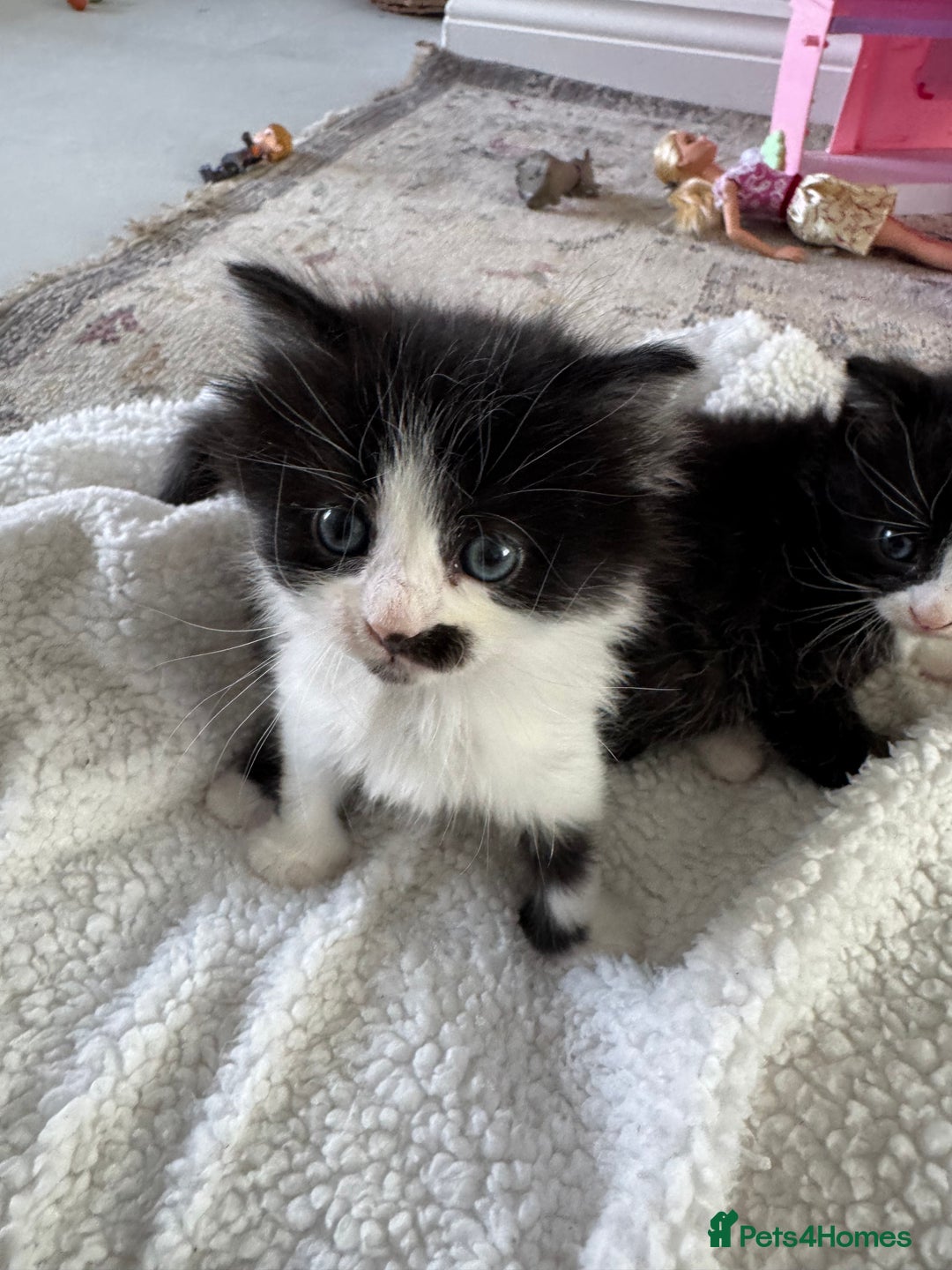 Ragdoll cats for sale: Half ragdoll kittens  - Image 2