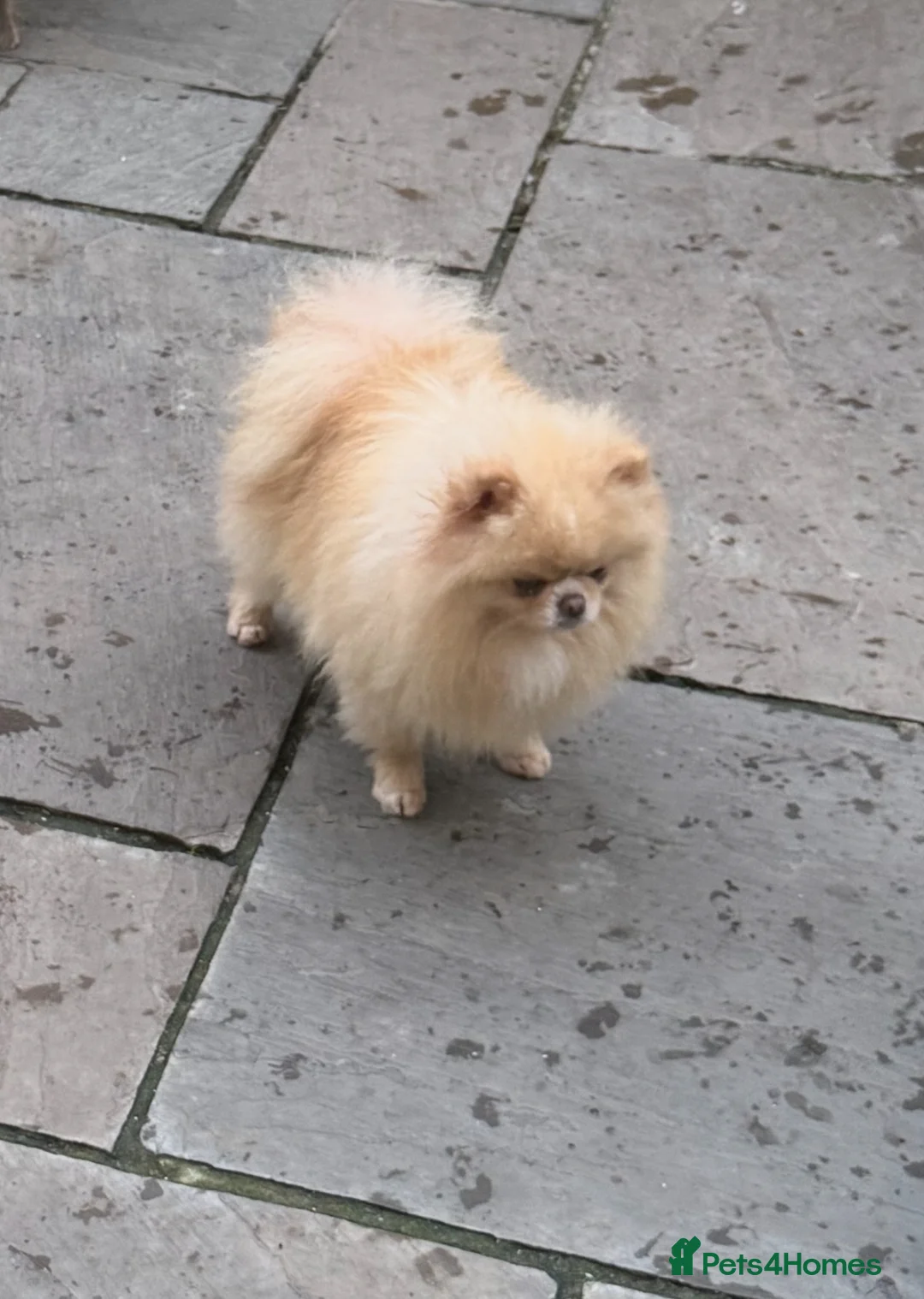 Pomeranian dogs for stud: Beautiful Cream Stud Boy  - Advert 10