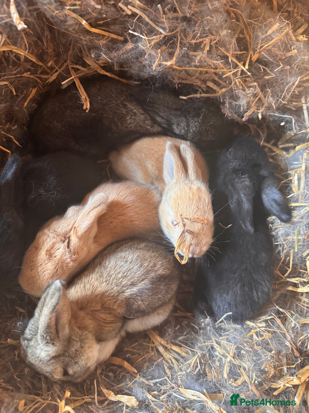 Continental Giant rabbits for sale: Pure Bred Continental Giant Rabbits  - Image 5