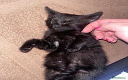 Domestic Shorthair cats for sale: 2 Kittens - 1x Male + 1x Female - Advert 3