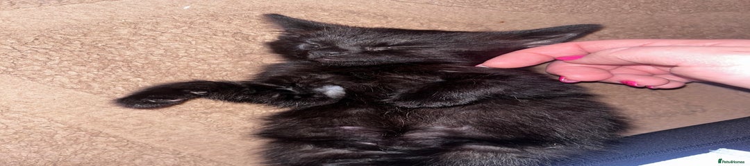 Domestic Shorthair Kitten 2