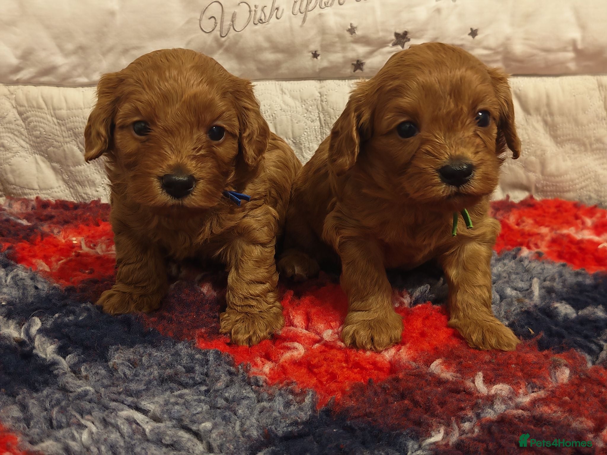Cavapoo dogs Gorgeous Cavapoo Boy & Girl Available  - Advert 2