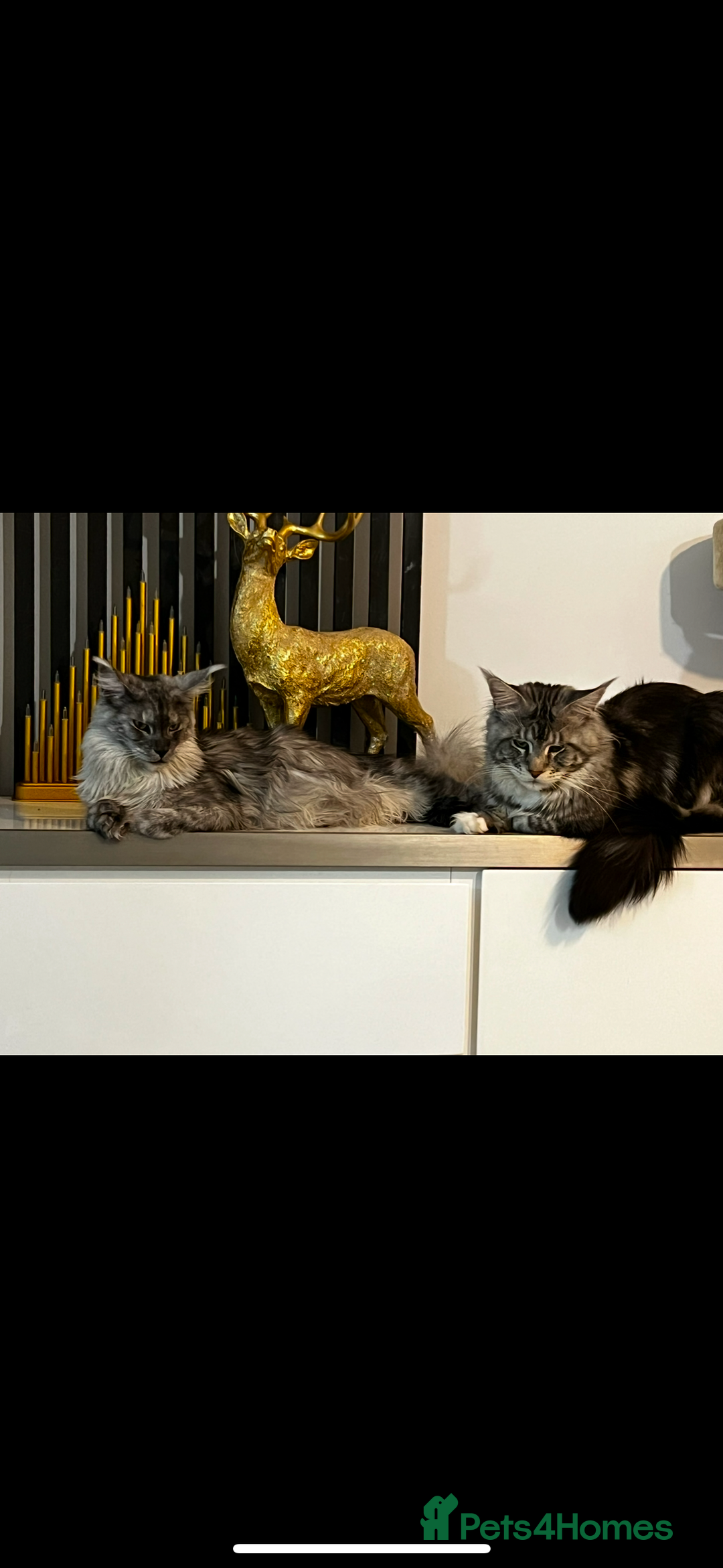 Maine Coon cats for sale: Maine coon TICA reg polydactyl boy black smoke  - Advert 8