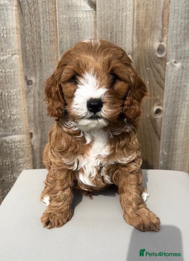 Mixed Breed dogs Cavapoochon Boy - Advert 6