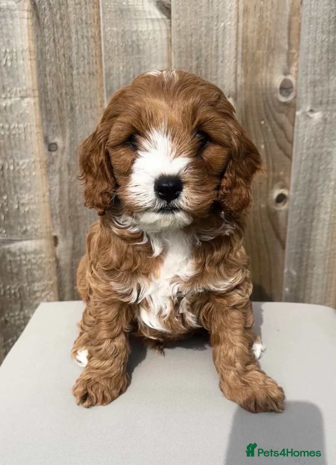 Mixed Breed dogs for sale: Cavapoochon Boy - Advert 1