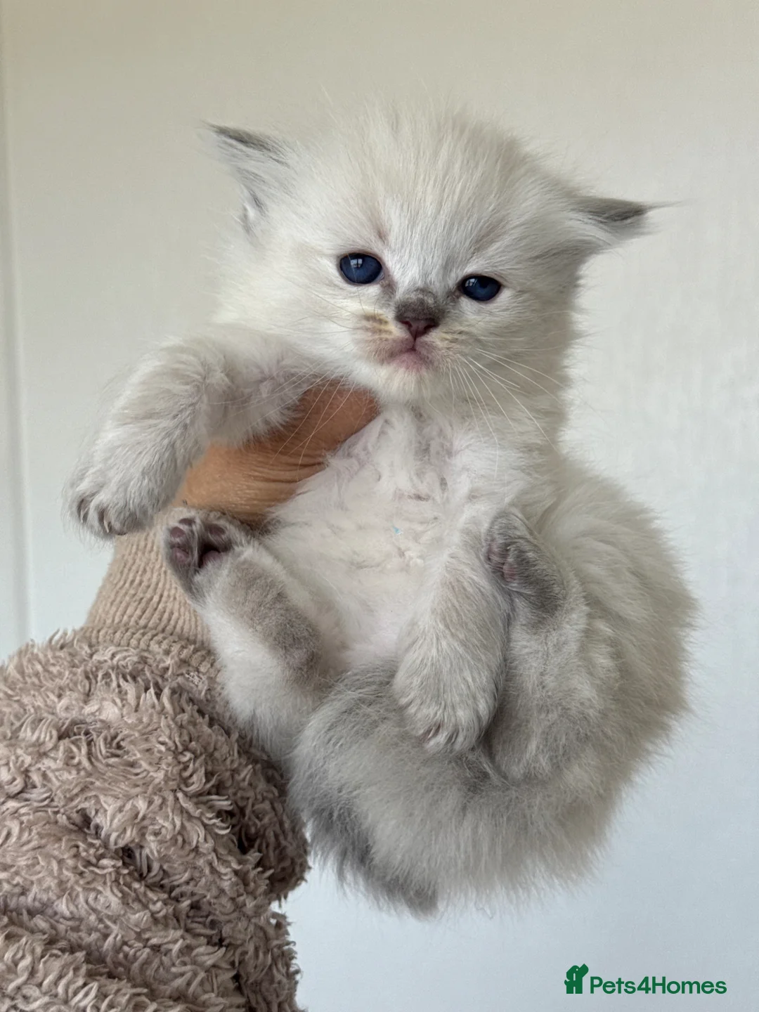 Ragdoll cats for sale: Ragdoll kittens - Advert 2