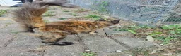Maine Coon cats for sale: Beautiful Maine Coon Kittens - Advert 9
