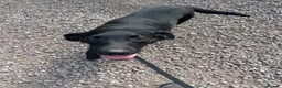 Labrador Retriever dogs for sale: Happy and playful Black Labrador boy - Advert 6