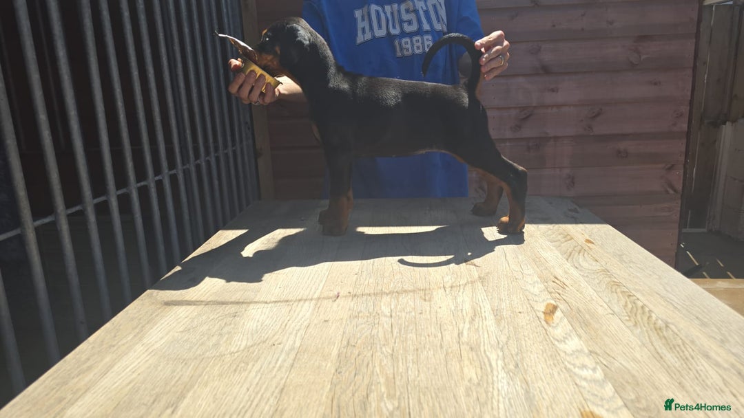 Dobermann dogs for sale: Top quality Dobermann puppies - Image 1