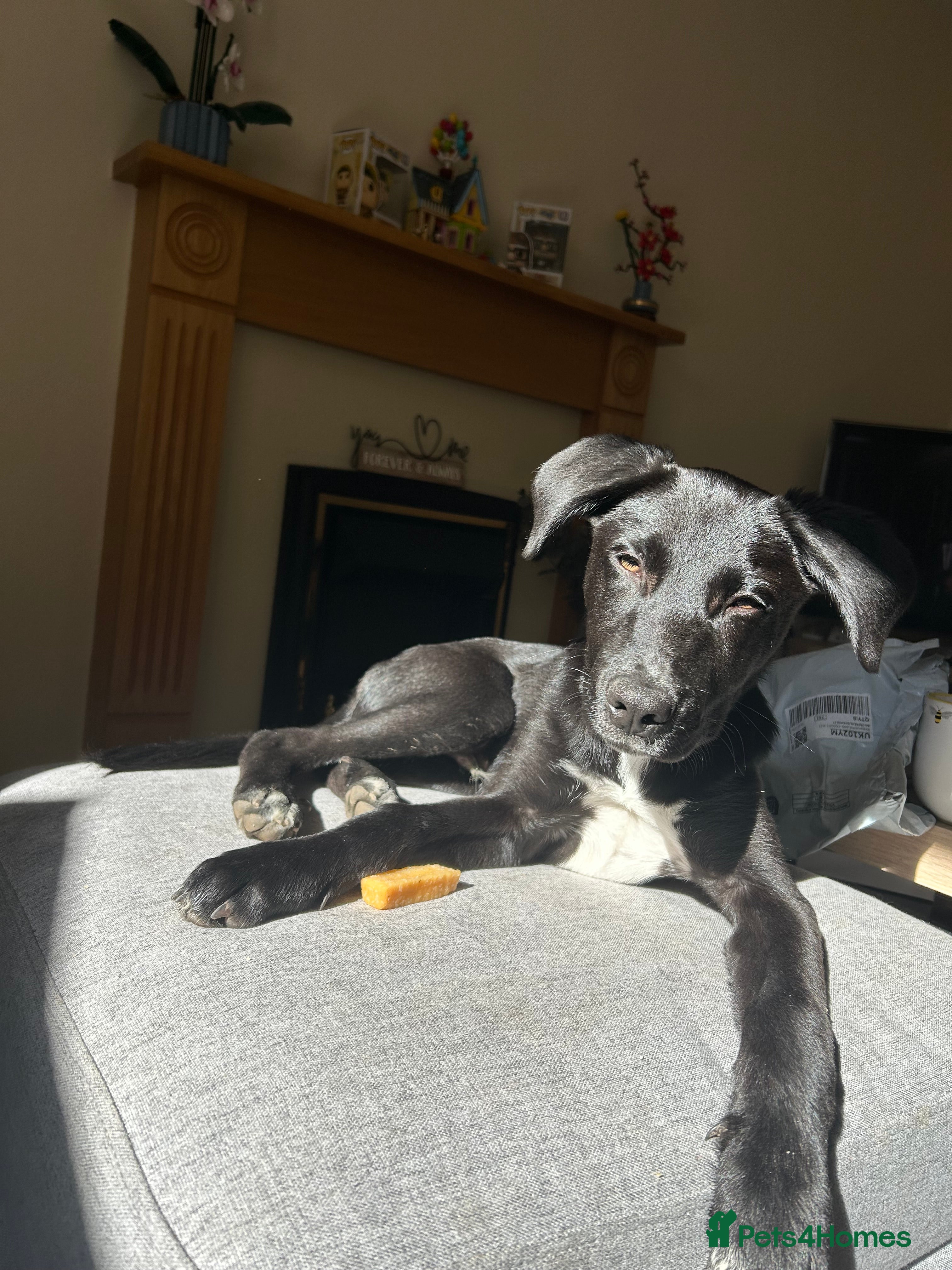 Mixed Breed dogs Maverick (Mav) - Advert 1