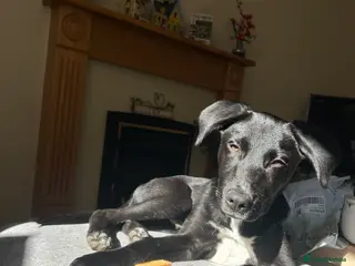 Mixed Breed dogs Maverick (Mav) - Advert 1