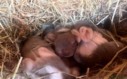 Mixed Breed rabbits for sale: Baby Rabbits for sale - Image 9