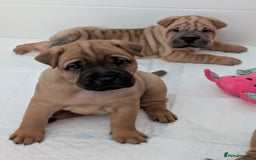 Shar Pei dogs for sale: Shar pei puppies  - Image 3