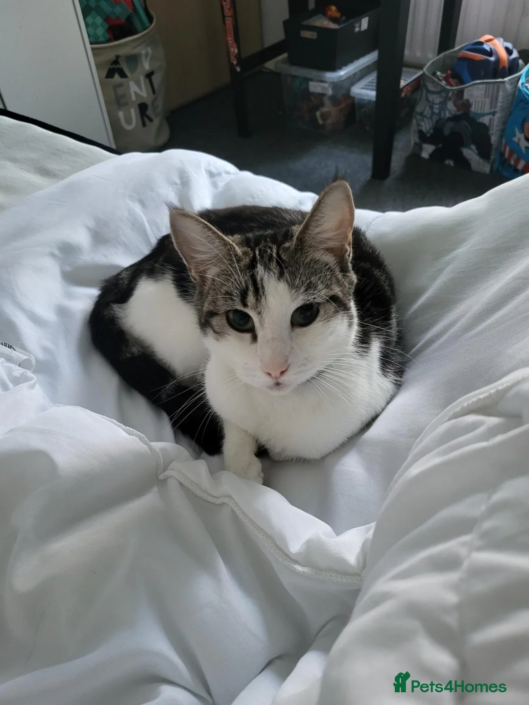 British Shorthair cats for sale: Female named willow  in Margate - Advert 1