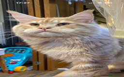 Maine Coon cats for sale: Tica registered Maine Coons from champion lines  - Image 11