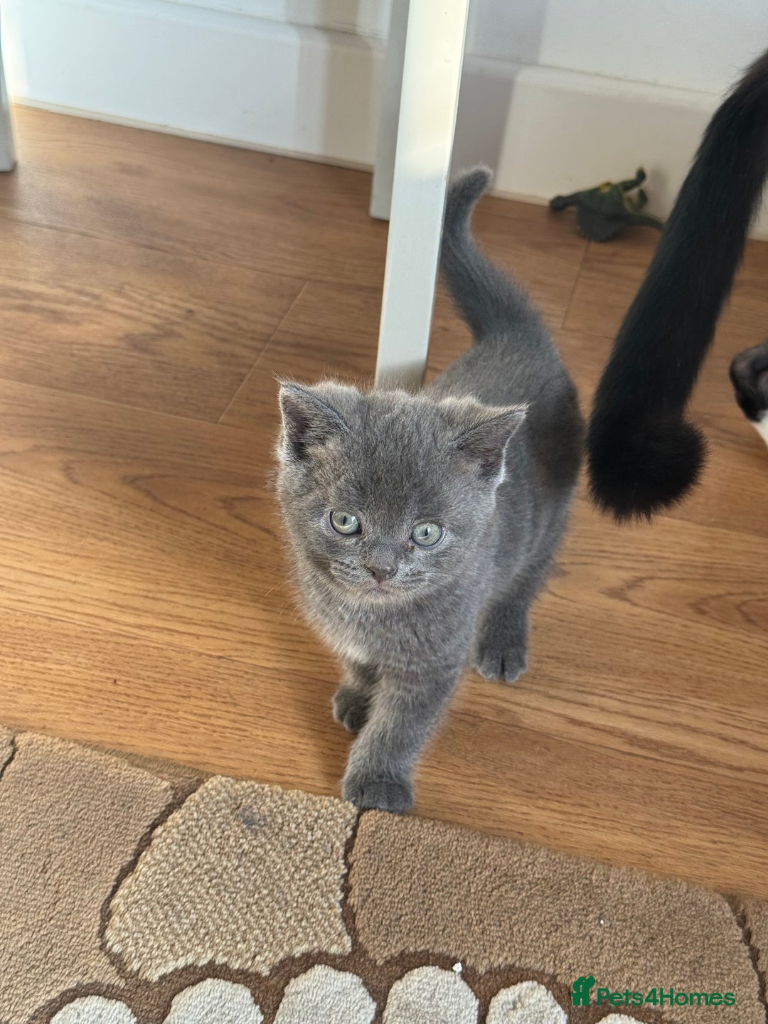 British Shorthair cats for sale: It’s a British short hair  - Image 13