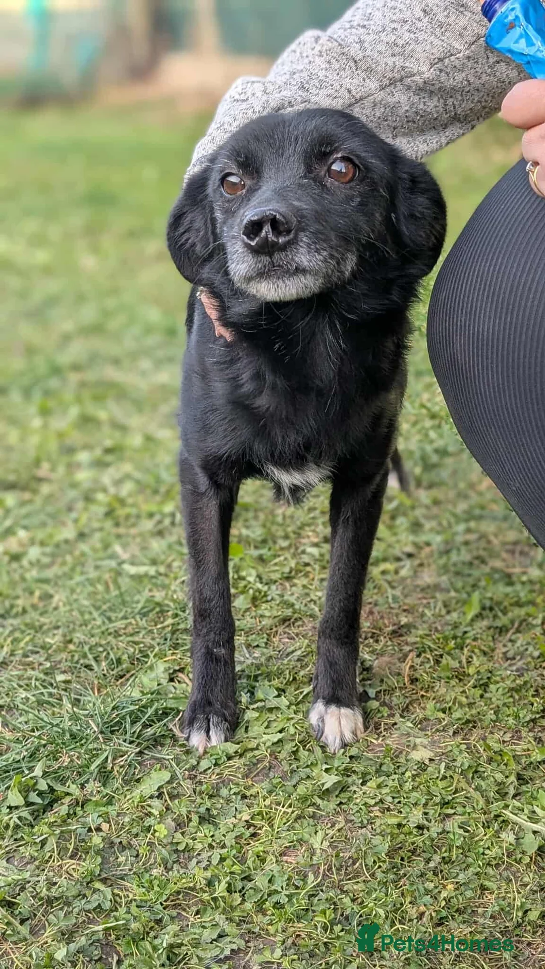 Mixed Breed dogs for adoption: Venus for adoption - Advert 1