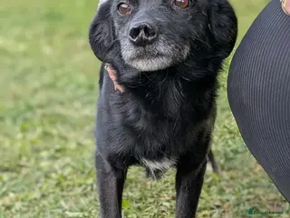 Mixed Breed dogs Venus for adoption - Advert 1