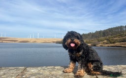 Cavapoo dogs for sale: Cavapoo puppies  - Image 10
