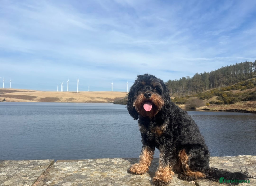 Cavapoo dogs for sale: Cavapoo puppies  - Image 10