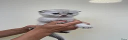Scottish Fold cats for sale: LOVELY PUREBRED SCOTTISH FOLD CHINCHILLA KITTENS  - Advert 10