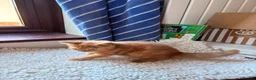 British Shorthair cats for sale: Fawn Tortie & Cinnamon Tortie sisters - Advert 25
